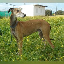 MARCHENA, Hund, Galgo Español in Spanien - Bild 1