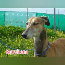 MARCHENA, Hund, Galgo Español in Spanien - Bild 2