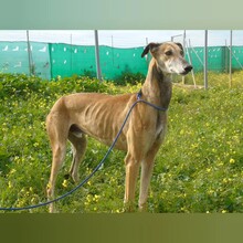 MARCHENA, Hund, Galgo Español in Spanien - Bild 3