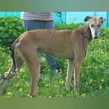 MARCHENA, Hund, Galgo Español in Spanien - Bild 4