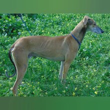 MARCHENA, Hund, Galgo Español in Spanien - Bild 5