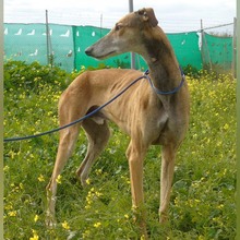 MARCHENA, Hund, Galgo Español in Spanien - Bild 6