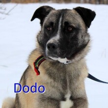 DODO, Hund, Mischlingshund in Bosnien und Herzegowina - Bild 1