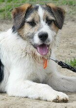 BRUNO, Hund, Mischlingshund in Griechenland