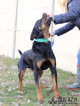 REMY, Hund, Mischlingshund in Slowakische Republik - Bild 12