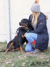 REMY, Hund, Mischlingshund in Slowakische Republik - Bild 14