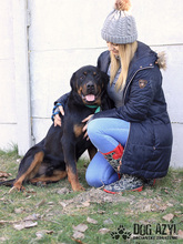 REMY, Hund, Mischlingshund in Slowakische Republik - Bild 15