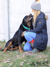 REMY, Hund, Mischlingshund in Slowakische Republik - Bild 16