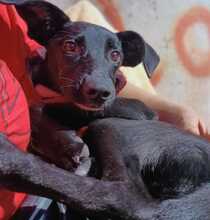 TRUFA, Hund, Mischlingshund in Spanien - Bild 3