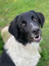 FINOUK, Hund, Mischlingshund in Freiburg - Bild 1