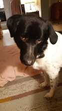 FINOUK, Hund, Mischlingshund in Freiburg - Bild 10