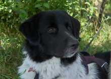 FINOUK, Hund, Mischlingshund in Freiburg - Bild 11