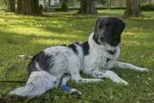 FINOUK, Hund, Mischlingshund in Freiburg - Bild 12