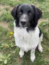 FINOUK, Hund, Mischlingshund in Freiburg - Bild 13