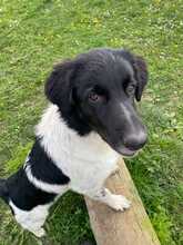 FINOUK, Hund, Mischlingshund in Freiburg - Bild 14
