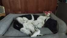 FINOUK, Hund, Mischlingshund in Freiburg - Bild 15