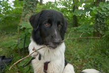 FINOUK, Hund, Mischlingshund in Freiburg - Bild 2