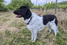 FINOUK, Hund, Mischlingshund in Freiburg - Bild 4