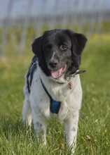 FINOUK, Hund, Mischlingshund in Freiburg - Bild 5
