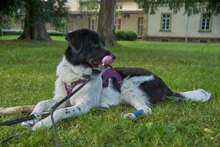 FINOUK, Hund, Mischlingshund in Freiburg - Bild 6