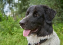 FINOUK, Hund, Mischlingshund in Freiburg - Bild 7