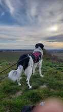 FINOUK, Hund, Mischlingshund in Freiburg - Bild 9