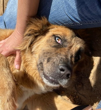 HANNA, Hund, Mischlingshund in Spanien - Bild 1