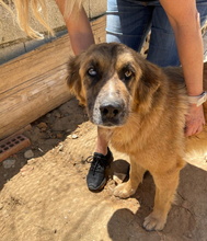 HANNA, Hund, Mischlingshund in Spanien - Bild 10