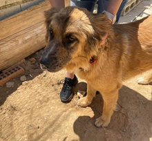 HANNA, Hund, Mischlingshund in Spanien - Bild 13