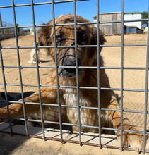 HANNA, Hund, Mischlingshund in Spanien - Bild 15