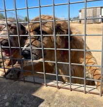 HANNA, Hund, Mischlingshund in Spanien - Bild 16