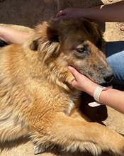 HANNA, Hund, Mischlingshund in Spanien - Bild 19