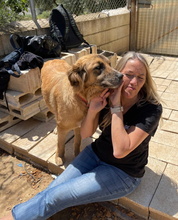 HANNA, Hund, Mischlingshund in Spanien - Bild 21