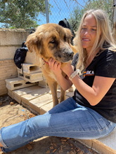 HANNA, Hund, Mischlingshund in Spanien - Bild 22