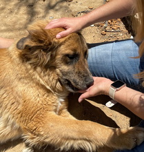 HANNA, Hund, Mischlingshund in Spanien - Bild 24