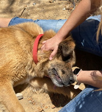 HANNA, Hund, Mischlingshund in Spanien - Bild 25