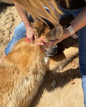 HANNA, Hund, Mischlingshund in Spanien - Bild 26