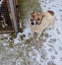 LUCKY, Hund, Mischlingshund in Rumänien - Bild 10