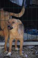 LAILA, Hund, Mischlingshund in Bulgarien - Bild 5