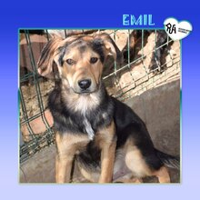 EMIL, Hund, Mischlingshund in Bulgarien - Bild 3