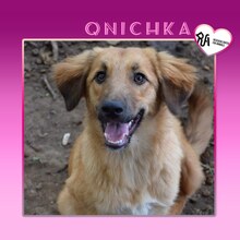 QNICHKA, Hund, Mischlingshund in Bulgarien - Bild 1