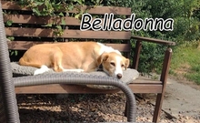 BELLADONNA, Hund, Mischlingshund in Slowakische Republik