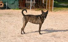 ELECTRA, Hund, Mischlingshund in Griechenland - Bild 10