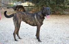 ELECTRA, Hund, Mischlingshund in Griechenland - Bild 9