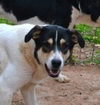 ZINA, Hund, Mischlingshund in Griechenland - Bild 10