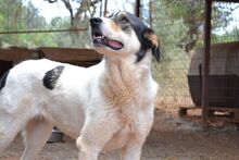 ZINA, Hund, Mischlingshund in Griechenland - Bild 11