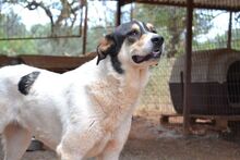 ZINA, Hund, Mischlingshund in Griechenland - Bild 12