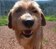 REXERIC, Hund, Mischlingshund in Griechenland - Bild 10