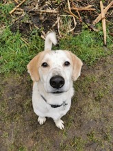 LEONIDA, Hund, Mischlingshund in Zwiesel - Bild 1