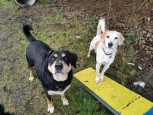 LEONIDA, Hund, Mischlingshund in Zwiesel - Bild 13